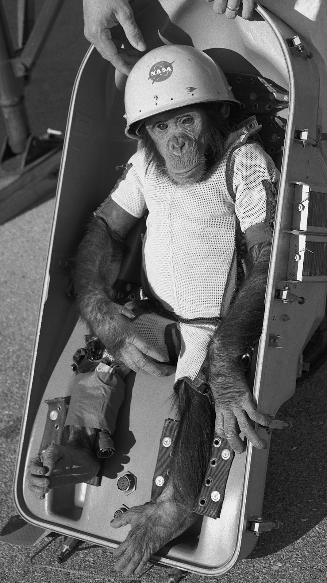 Ham the astrochimp — ranked #3