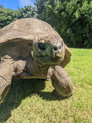 Jonathan the tortoise — ranked #11