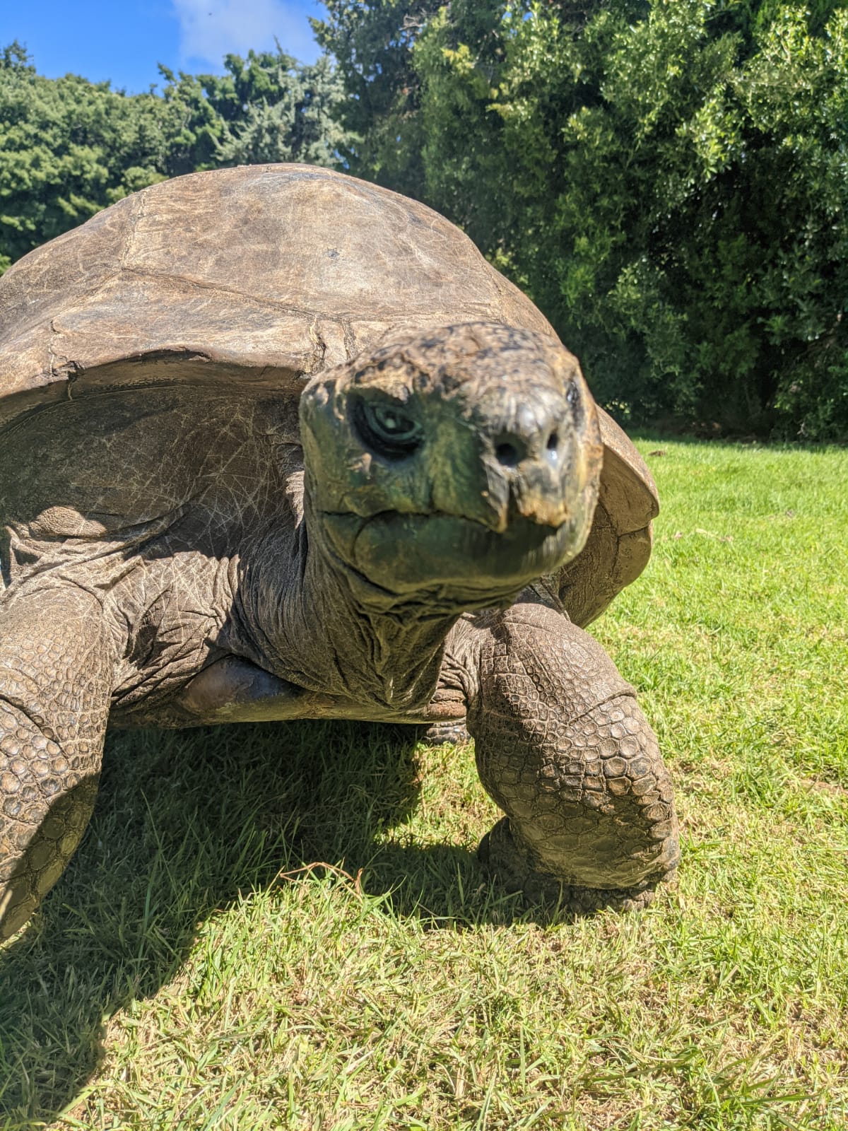 Jonathan the tortoise — ranked #11