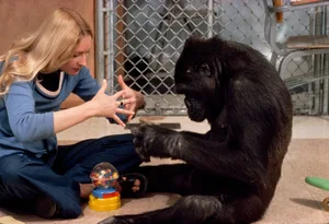 Koko — ranked #13