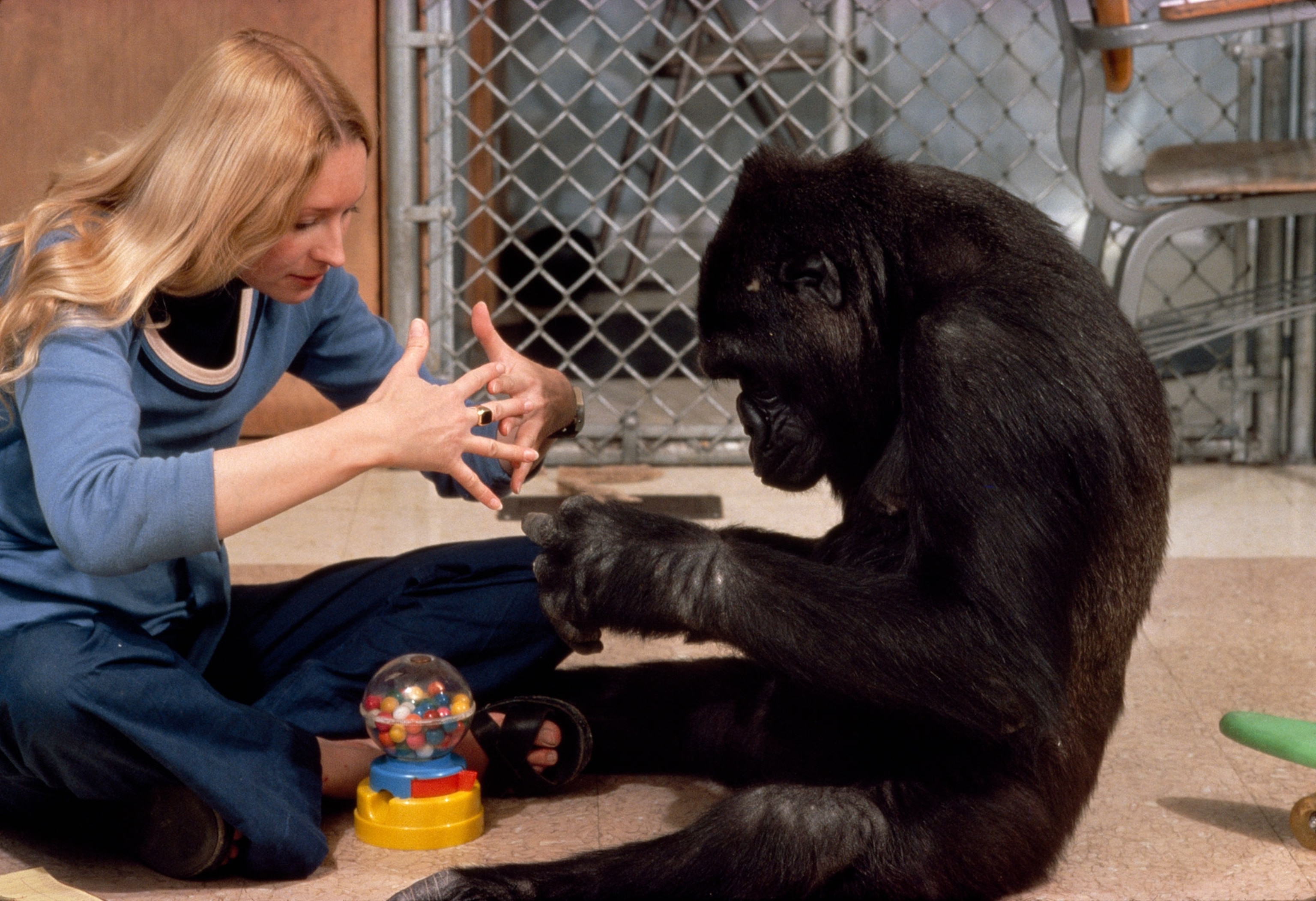 Koko — ranked #13