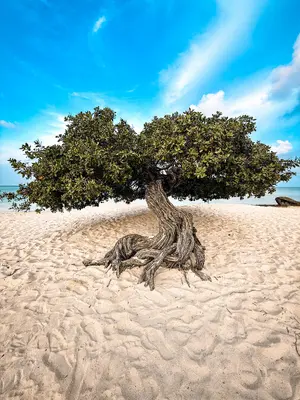 Aruba — ranked #10
