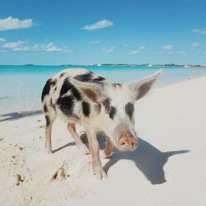 The Bahamas — ranked #1