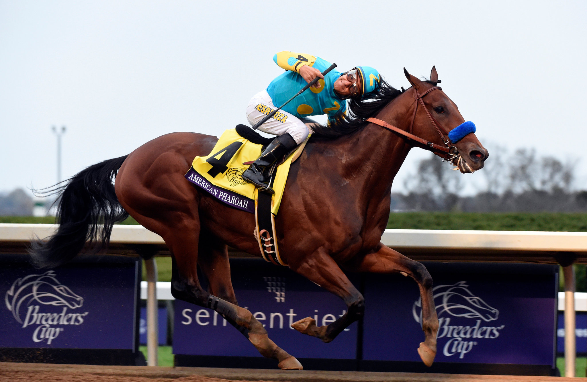 American Pharoah — ranked #11