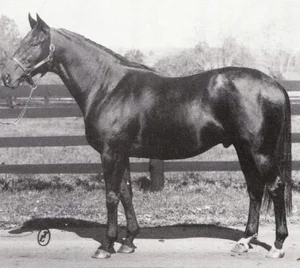 Bold Ruler — ranked #4