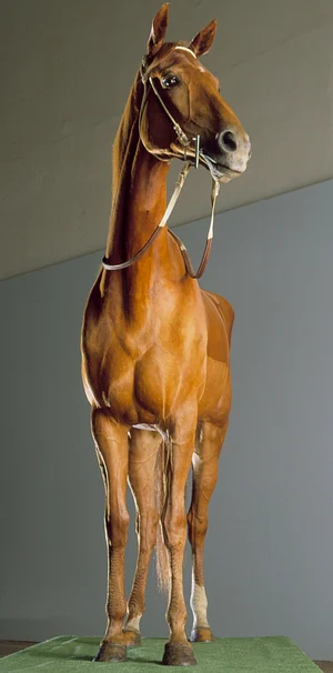 Phar Lap — ranked #9