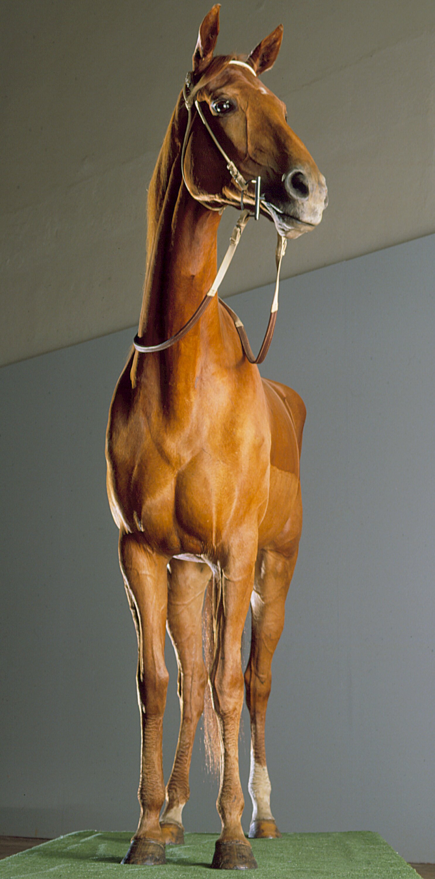 Phar Lap — ranked #9