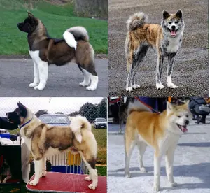 Akita — ranked #6