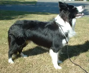 Border Collie — ranked #14