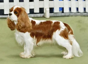 Cavalier King Charles Spaniel — ranked #13
