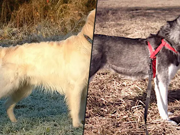 The 15 Most Beautiful Dog Breeds in the World
