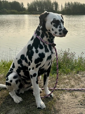 Dalmatian — ranked #4