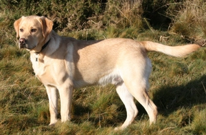 Labrador Retriever — ranked #7