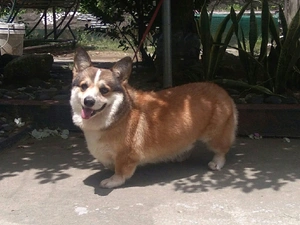 Pembroke Welsh Corgi — ranked #8