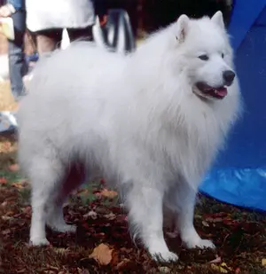 Samoyed — ranked #15