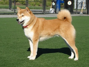 Shiba Inu — ranked #5