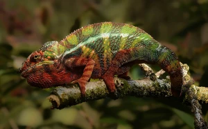 Chameleon tongue strike — ranked #12