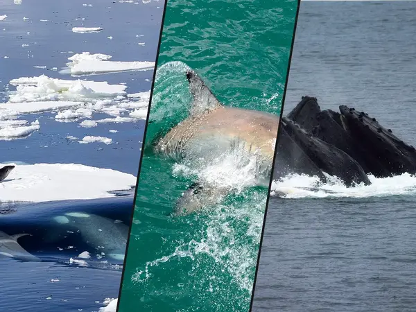 The 16 Most Impressive Hunting Techniques in the Animal Kingdom