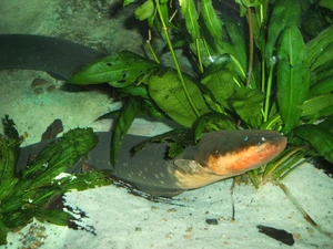 Electric eel shock — ranked #6