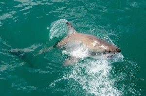 Great white shark breaching — ranked #9