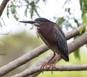 Green heron bait fishing — ranked #7