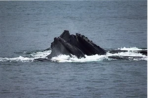 Humpback whale bubble-net feeding — ranked #10