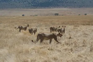 Lion pride ambush — ranked #15