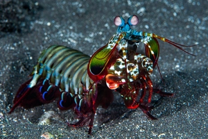 Mantis shrimp punch — ranked #13