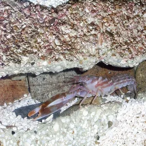 Pistol shrimp snap — ranked #5