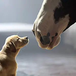 Budweiser: Puppy Love — ranked #13