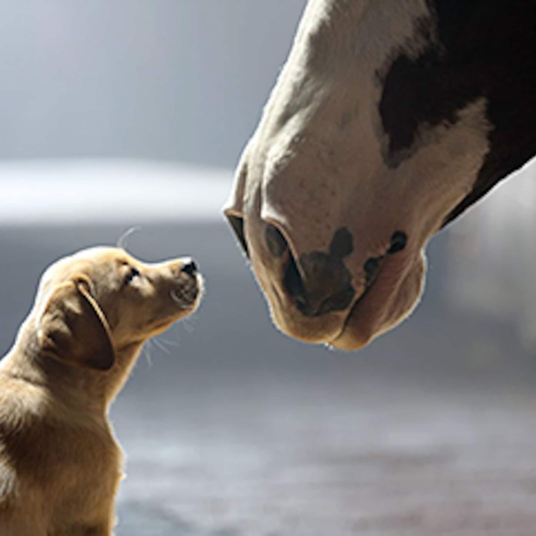 Budweiser: Puppy Love — ranked #13