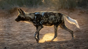 African wild dog — ranked #10
