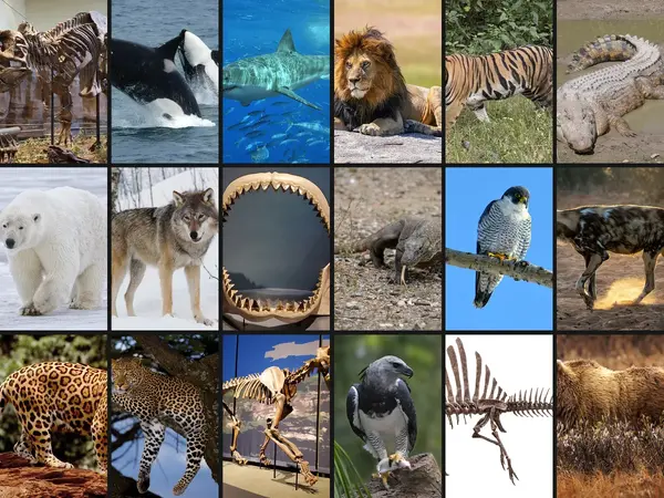 The 18 Greatest Predators of All Time