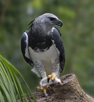Harpy eagle — ranked #18