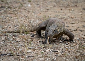 Komodo dragon — ranked #5