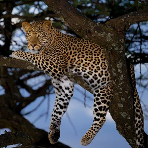 Leopard — ranked #14