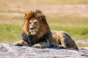 Lion — ranked #9