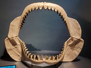 Megalodon — ranked #11