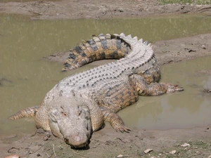 Saltwater crocodile — ranked #15
