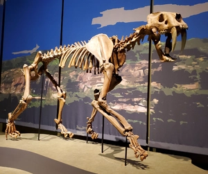 Smilodon — ranked #17