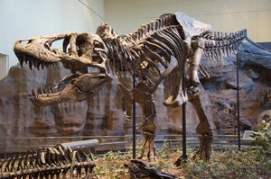 Tyrannosaurus rex — ranked #12