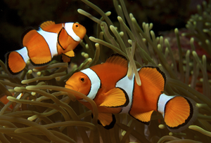 Clownfish — ranked #6