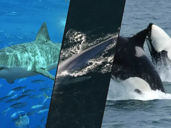 The 18 Most Iconic Ocean Animals