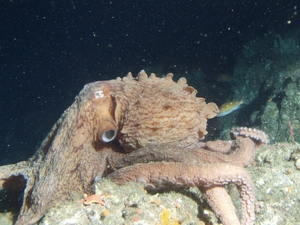 Giant Pacific Octopus — ranked #16