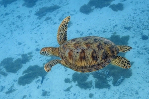 Green Sea Turtle — ranked #13