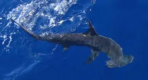 Hammerhead Shark — ranked #9