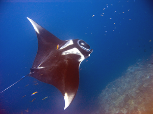 Manta Ray — ranked #7