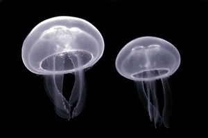 Moon Jellyfish — ranked #11