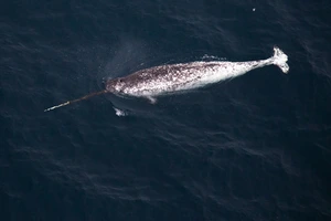 Narwhal — ranked #5