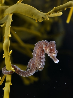 Seahorse — ranked #17